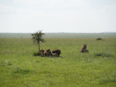 Kibuyu African Safaris-阿鲁沙必去景点