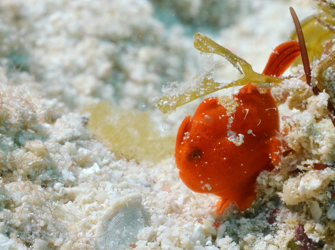 Maite Marine Sanctuary-圣胡安必去景点