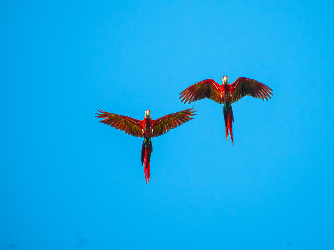 Osa Viva Tours-Puerto Jimenes必去景点