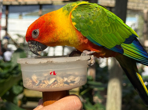 Parotte Ville Bird Sanctuary-圣马丁岛必去景点