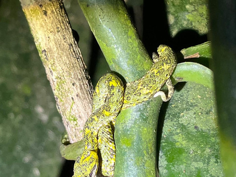 Frog's Paradise-Bijagua de Upala必去景点