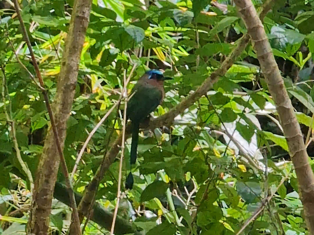 Unique Tours Tobago -Tours-斯卡伯勒必去景点