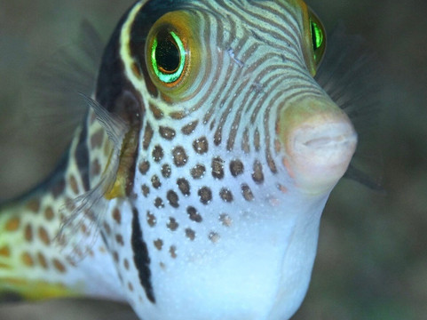DPM Diving Nusa Penida-珀尼达岛必去景点