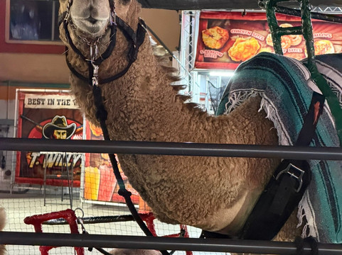 Riverside County Fairgrounds-印第奥必去景点