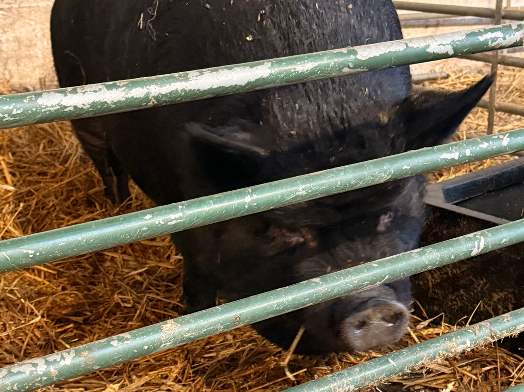 Kinedale Donkeys-Ballynahinch必去景点