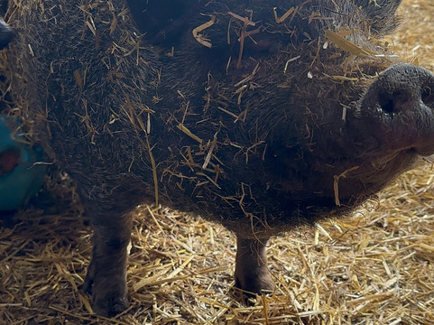 Woolly Experiences Therapy Farm-Mold必去景点