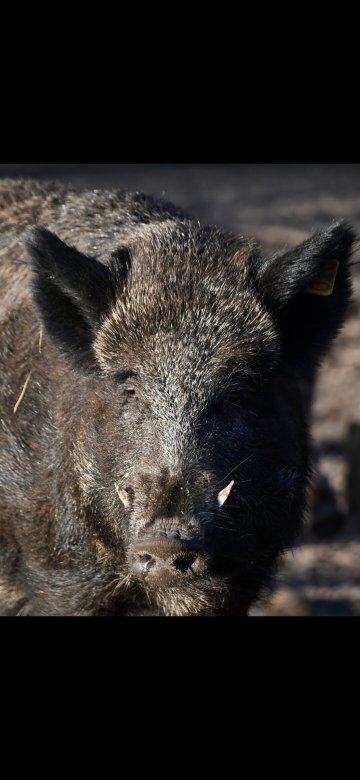 Molenheide Park-官方