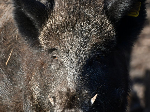 Molenheide Park主图