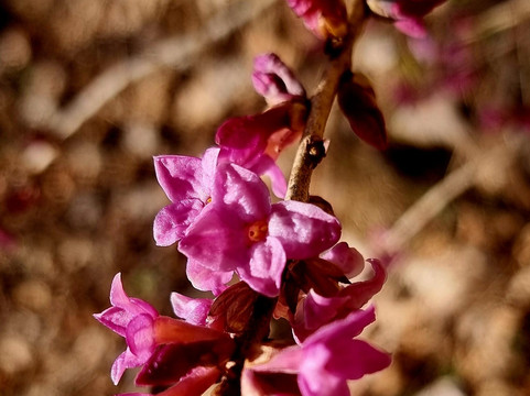 Gasthof - Pension Ödsteinblick主图