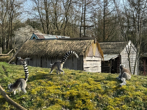 Zooparc Overloon-Overloon必去景点