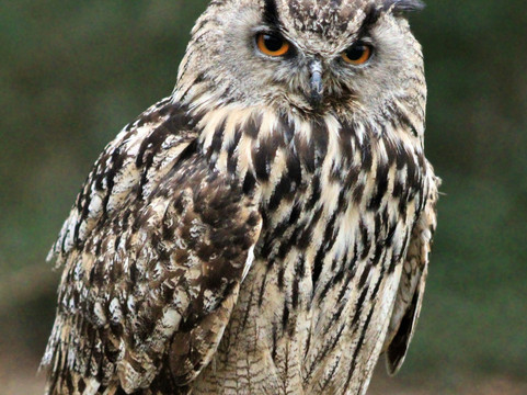 Mercer Falconry Raptor Park-Farnsfield必去景点