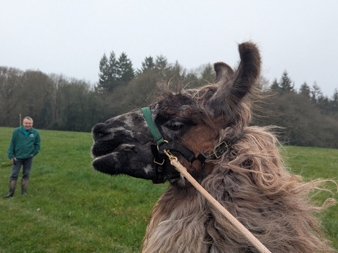 Briery Hill Llamas-Kilcot必去景点