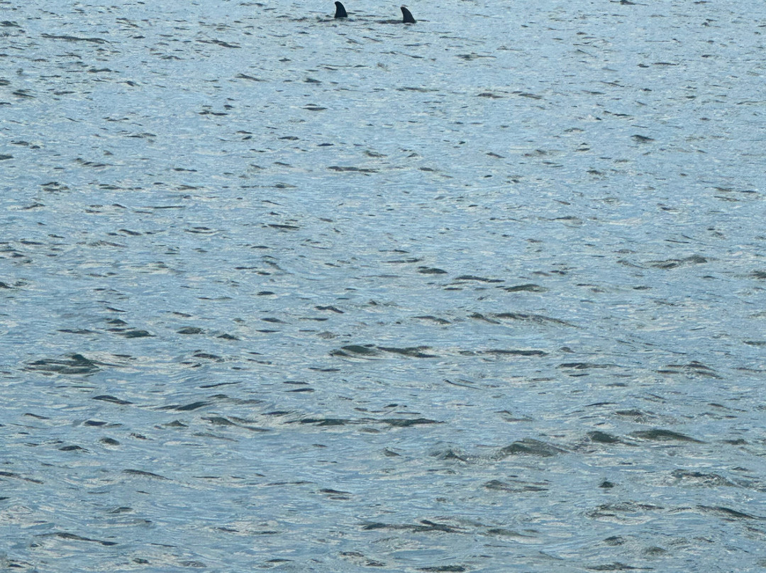 Sea N Things, LLC-Indian Shores必去景点