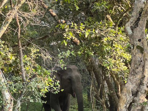 Safari Panama Sri Lanka-Panama必去景点
