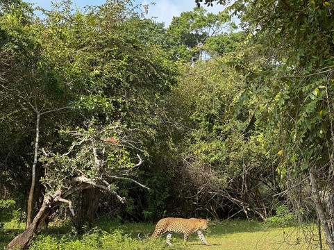 Safari Panama Sri Lanka-Panama必去景点