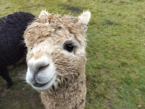 London Alpacas-Epping必去景点