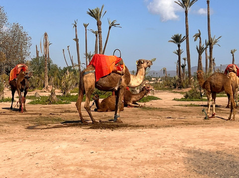 Mountain Desert Tours-马拉喀什必去景点