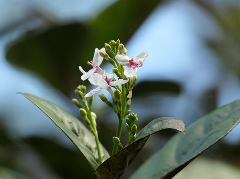 J.R. O'Neal Botanical Gardens-Road Town必去景点