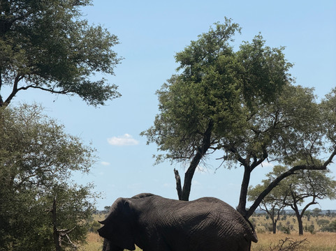 The Other Animals Safaris-克鲁格国家公园必去景点