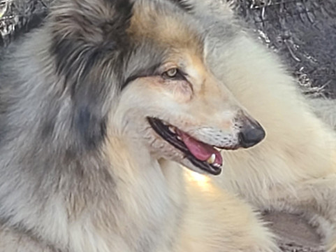 Shy Wolf Sanctuary Education & Experience Center-Golden Gate必去景点