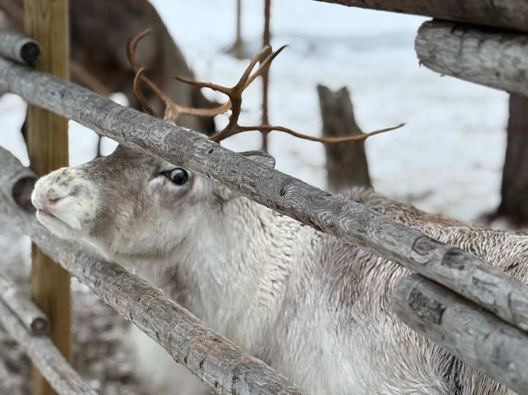 Porovaara Hill-罗瓦涅米必去景点