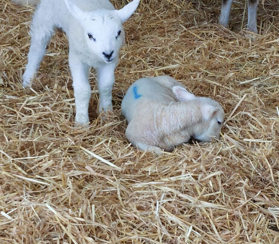 Foel Farm Park-Brynsiencyn必去景点