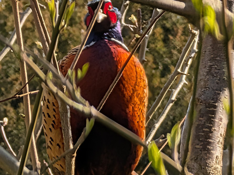 Charleston in Lewes-刘易斯必去景点