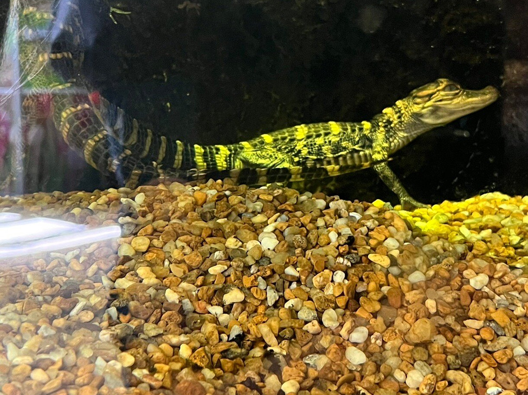 Alabama Aquarium at the Dauphin Island Sea Lab-Dauphin Island必去景点