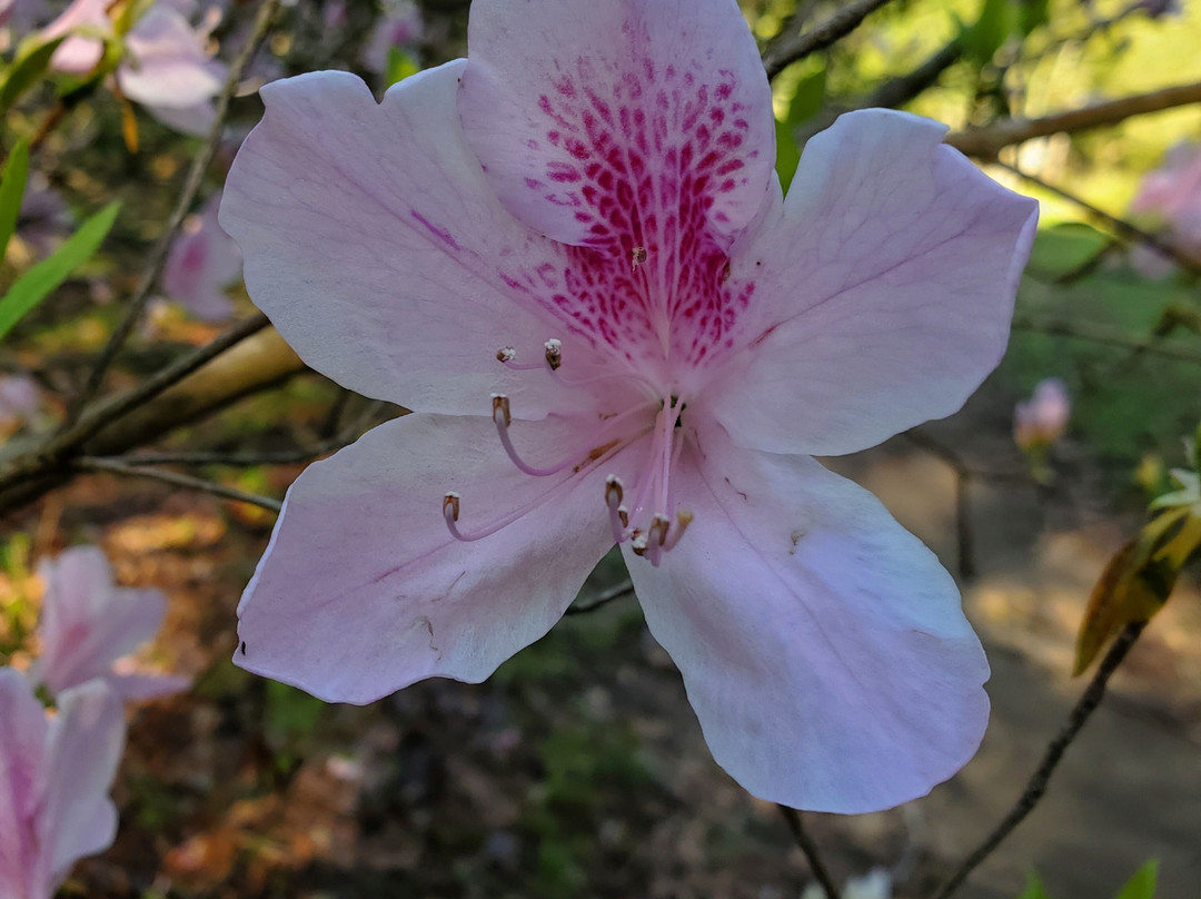 Parque Estatal Maclay Gardens-塔拉哈西必去景点