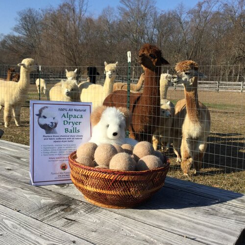 Painted Sky Alpaca Farm LLC-Earleville必去景点