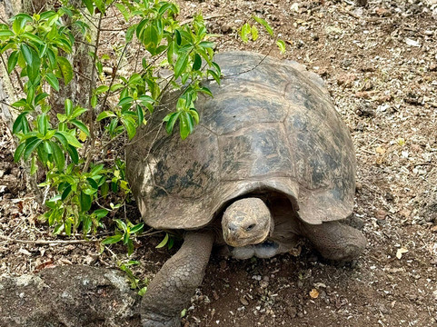 Galapaguera de Cerro Colorado-圣克里斯托瓦尔必去景点