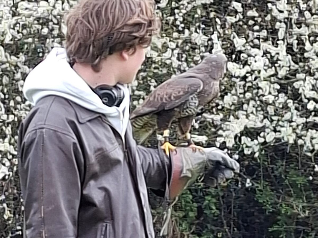 Feathers and Fur Falconry Centre-布拉克内尔必去景点