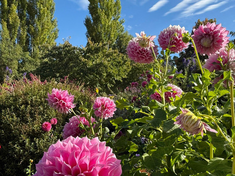 瓦纳卡薰衣草农场-瓦纳卡必去景点