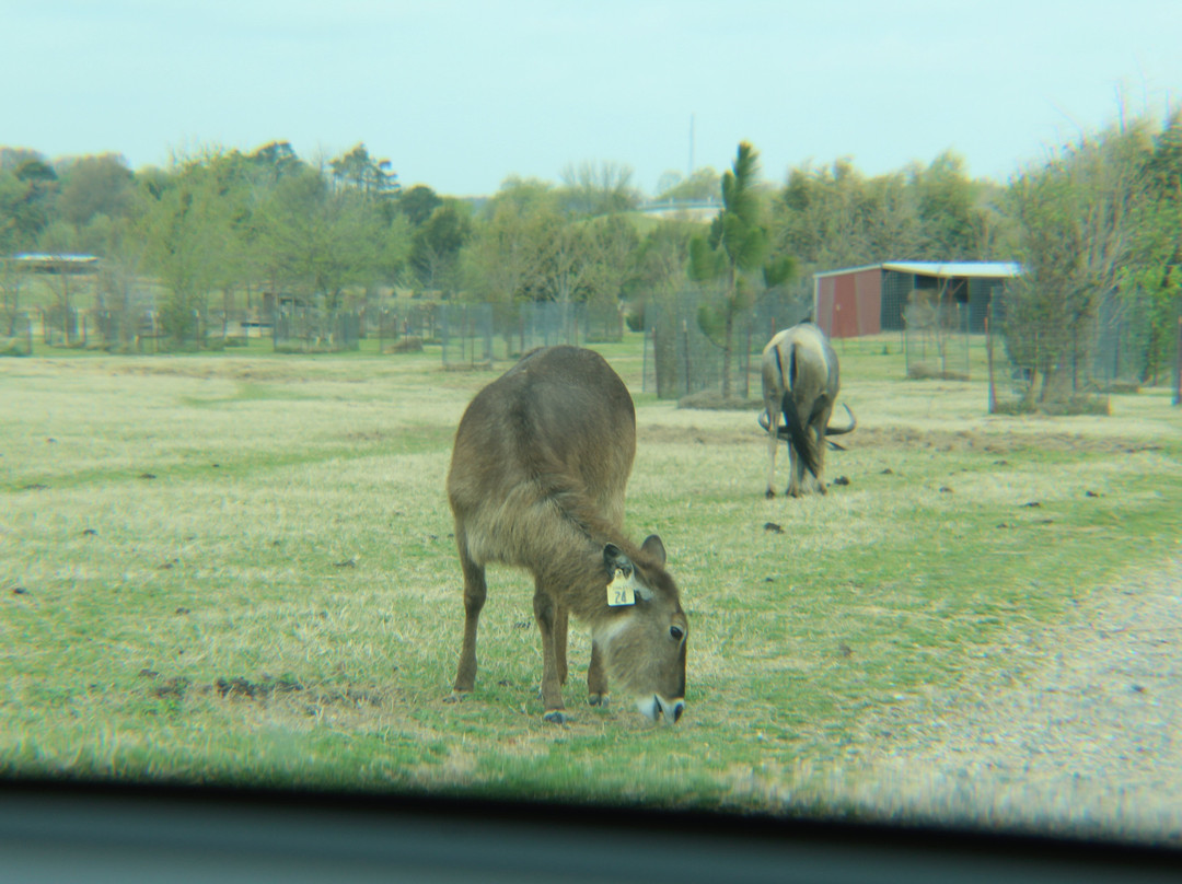 Tennessee Safari Park-Alamo必去景点