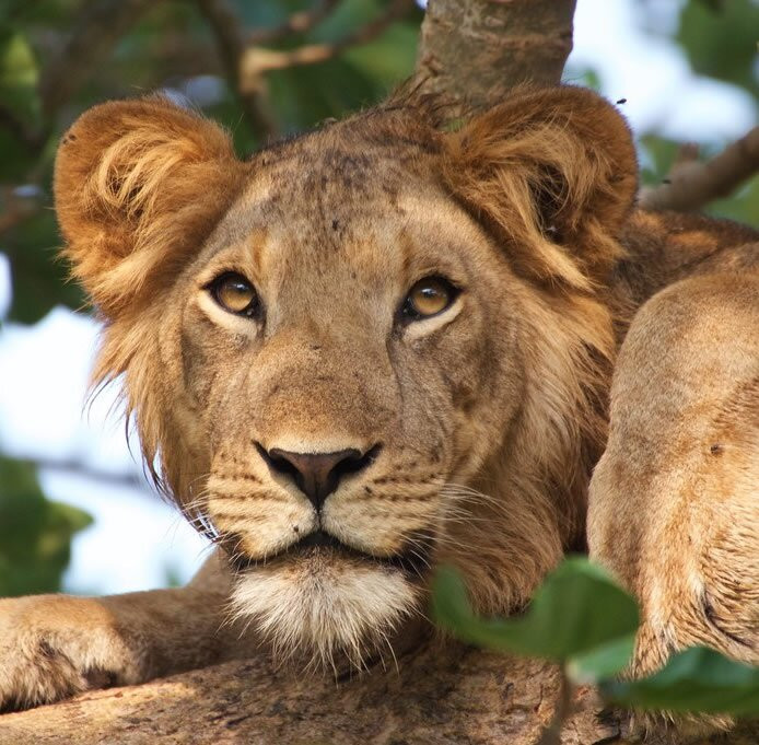 Lake Manyara-Lake Manyara National Park必去景点