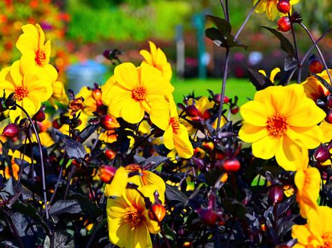 Aylett Nurseries-圣奥尔本斯必去景点