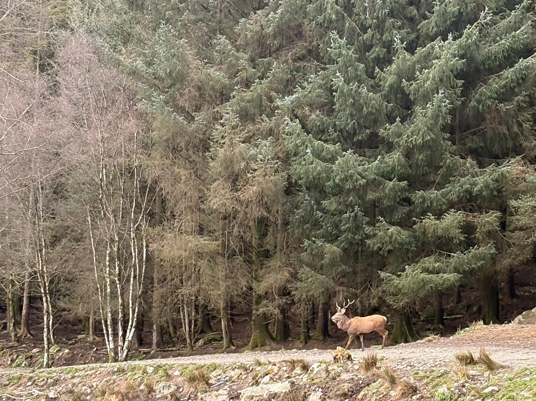Bainloch Deer Park-Dalbeattie必去景点