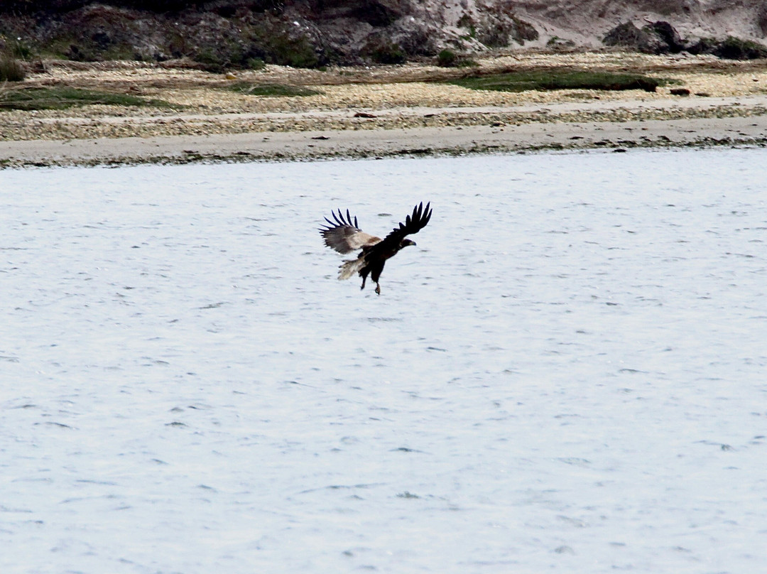 Birds Of Poole Harbour Events-普尔必去景点