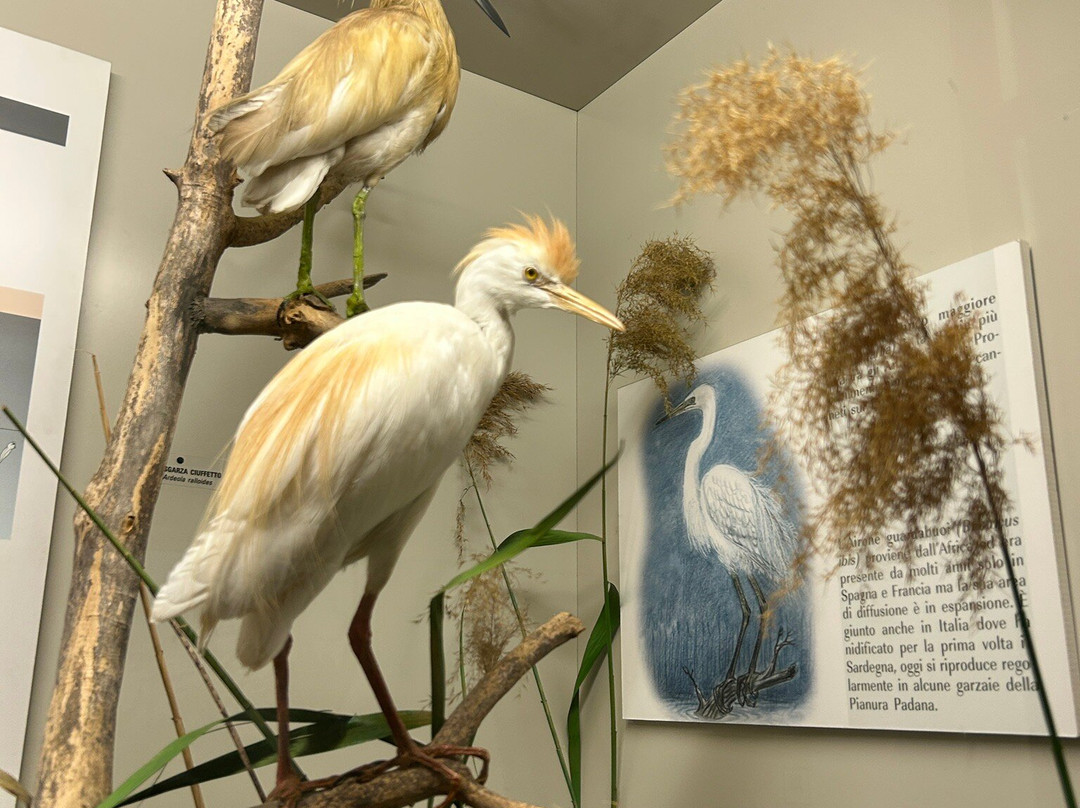 Museo di Storia Naturale Faraggiana Ferrandi-诺瓦拉必去景点