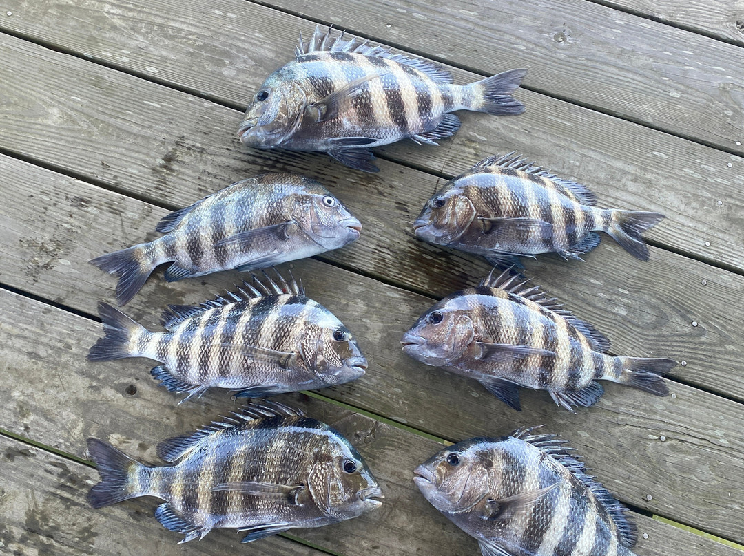 Charleston Fishfinder Charters-棕榈岛必去景点