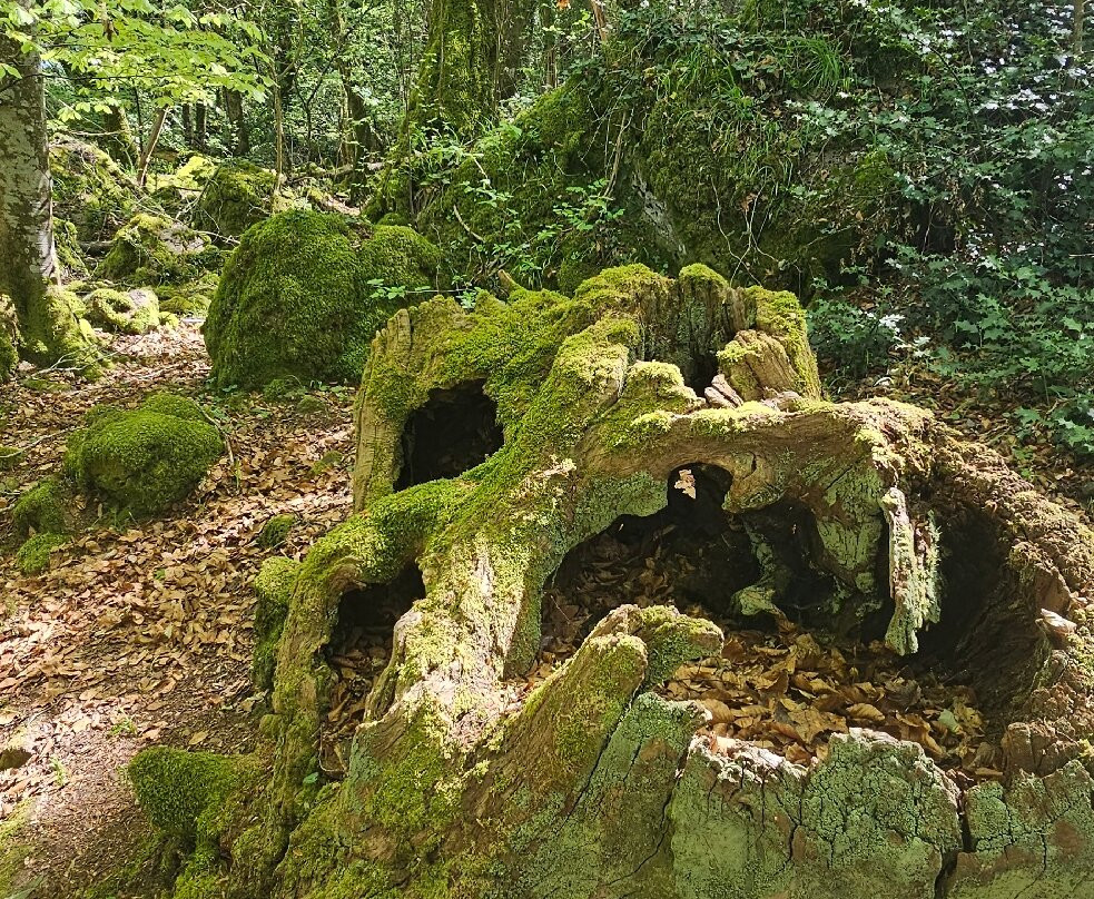 Bosco Del Sasseto-Acquapendente必去景点