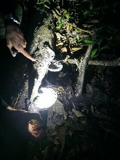 Surcos Tours-希门尼斯港必去景点