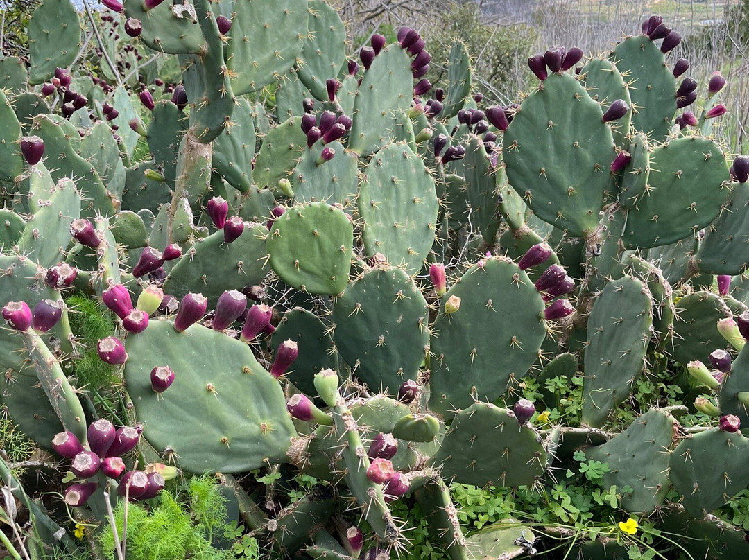 梅利哈度假中心酒店主图