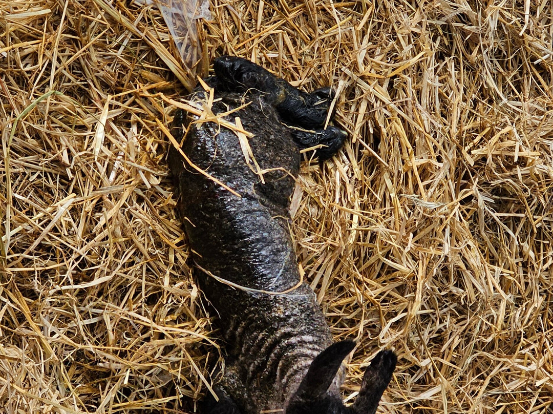 Dalscone Farm Fun-邓弗里斯必去景点