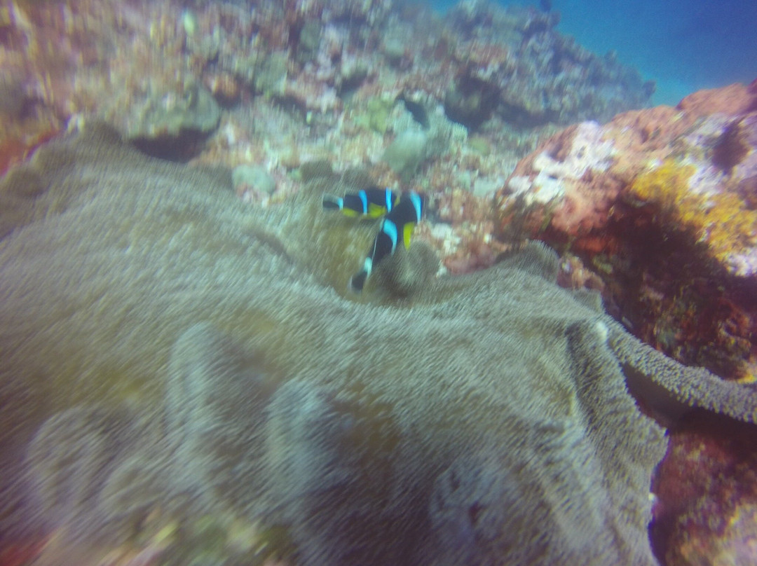 Dive Passion Mauritius-卓得多斯必去景点