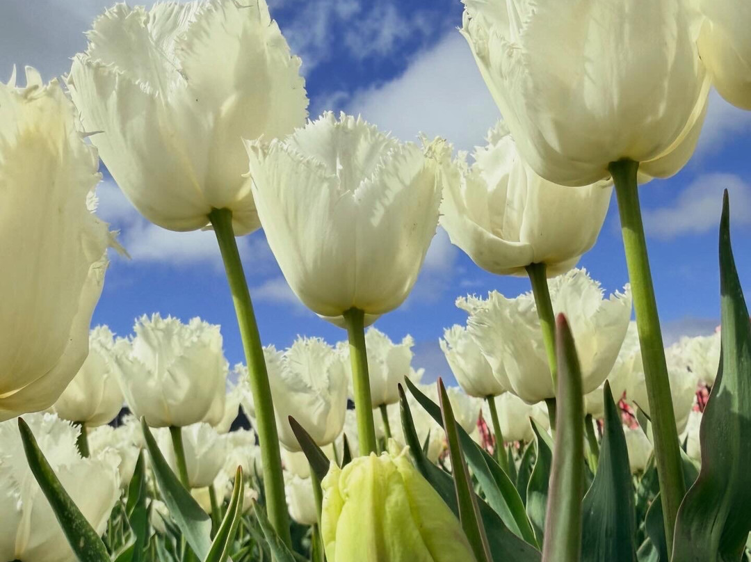 Tulip Experience Amsterdam-诺德韦克豪特必去景点