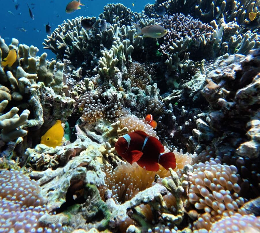 Menjangan Tour Snorkeling & Diving-Pejarakan必去景点
