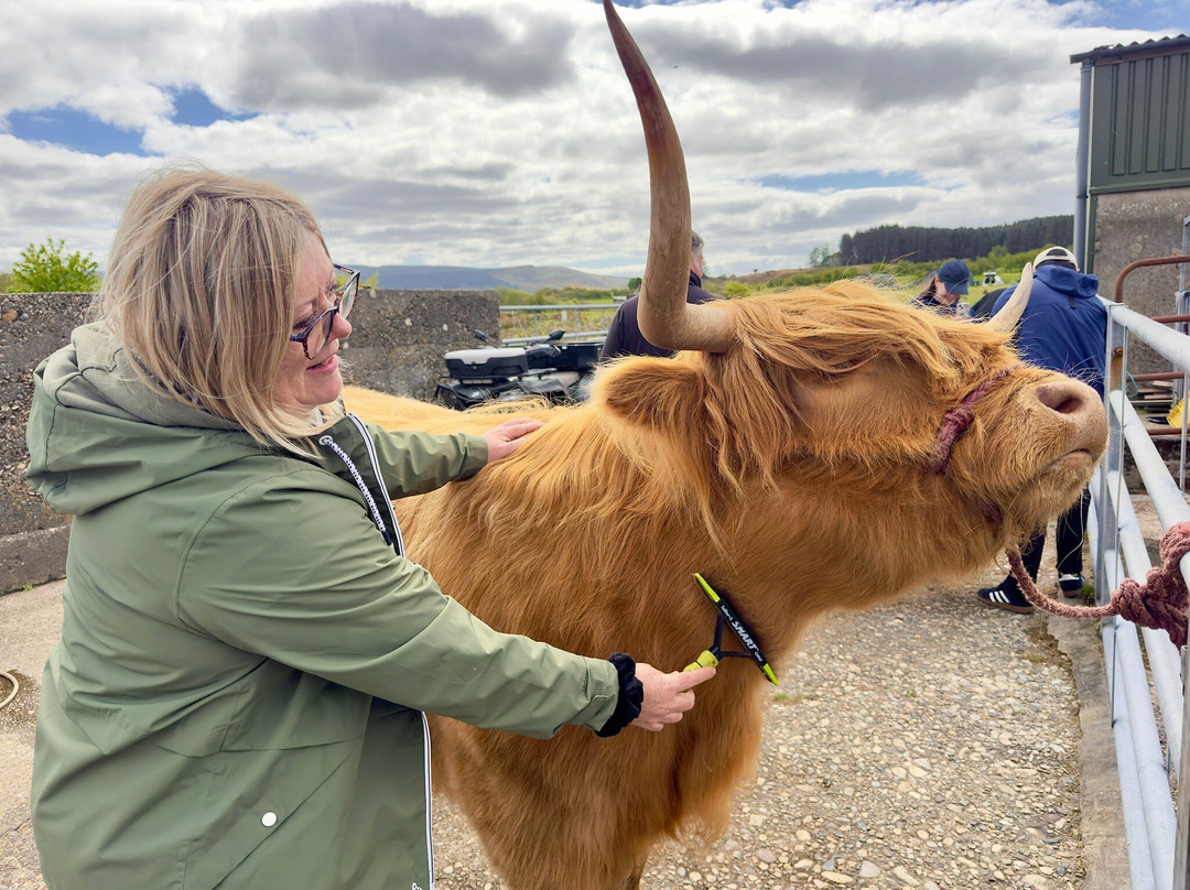Highland cow experience at Maol fold-Machrie必去景点
