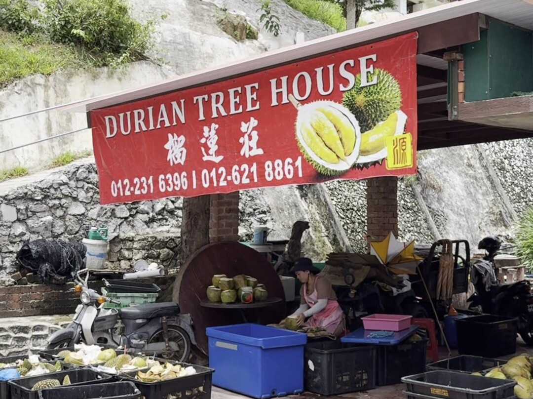 Durian Tree House-浮罗山背必去景点