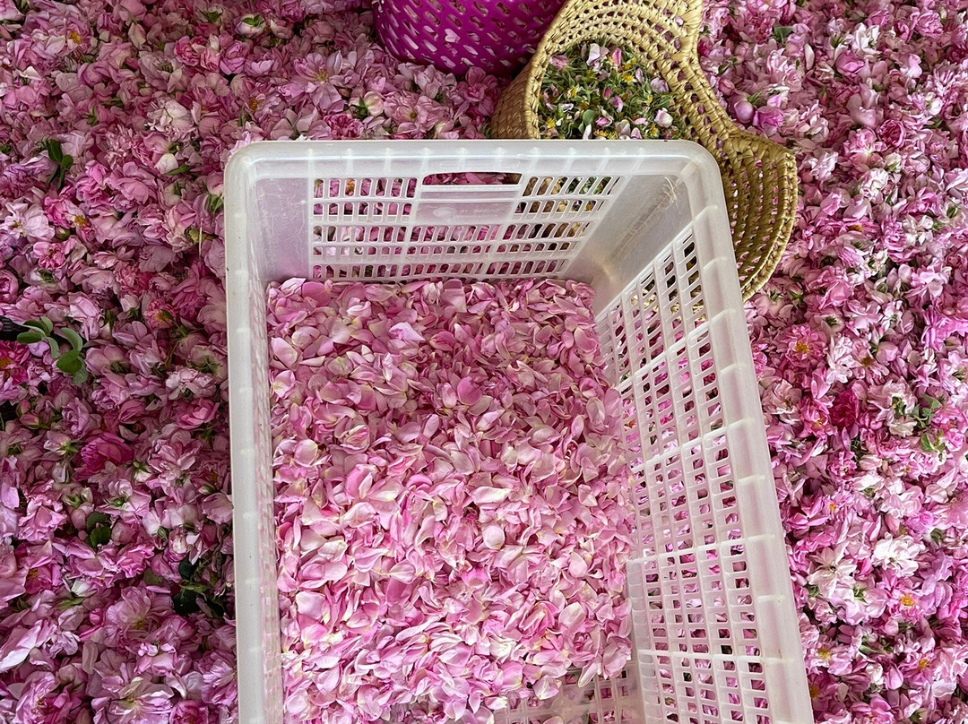 Cooperative Rosamgoun-厄尔克拉莫戈纳必去景点